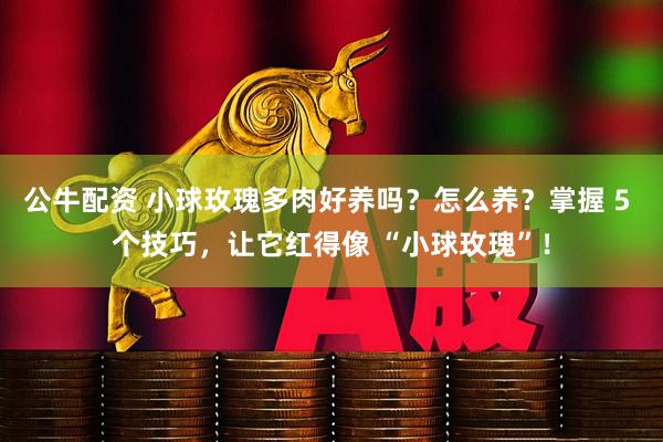 公牛配资 小球玫瑰多肉好养吗？怎么养？掌握 5 个技巧，让它红得像 “小球玫瑰”！